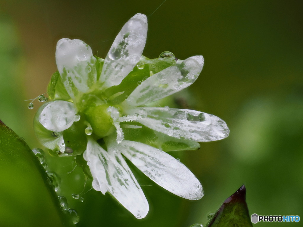 小さくて薄い花