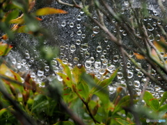 たまった雨粒