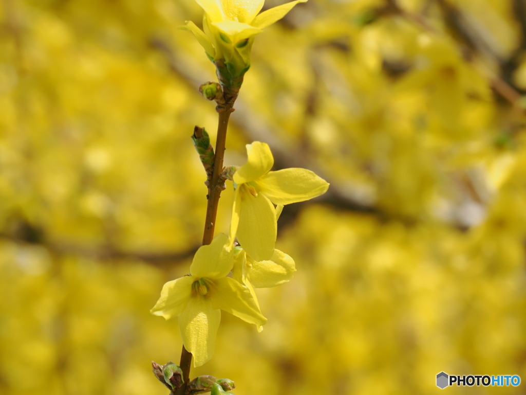 黄色いレンギョウの花