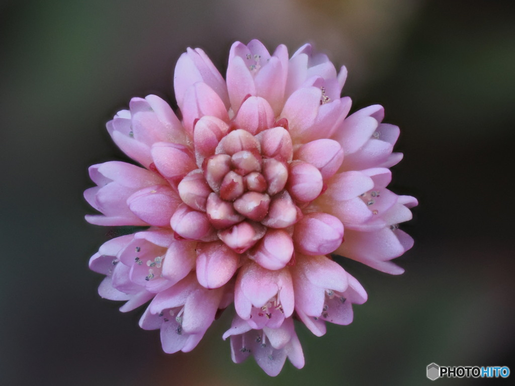 ヒメツルソバの花