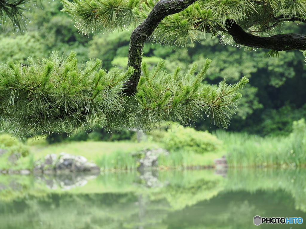 雨上がりの日本庭園