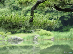 雨上がりの日本庭園