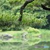 雨上がりの日本庭園
