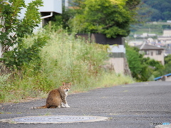 見られたにゃ