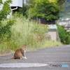 見られたにゃ