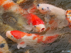 くぱあ