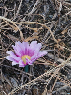 落ちた造花