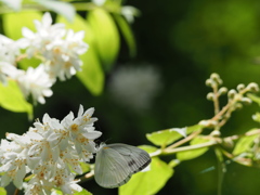 白い花に白い蝶