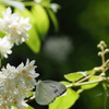 白い花に白い蝶
