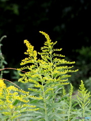 まだ背が低い秋の花