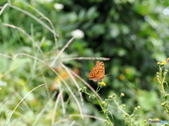 キタテハ