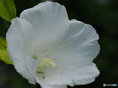 白い花