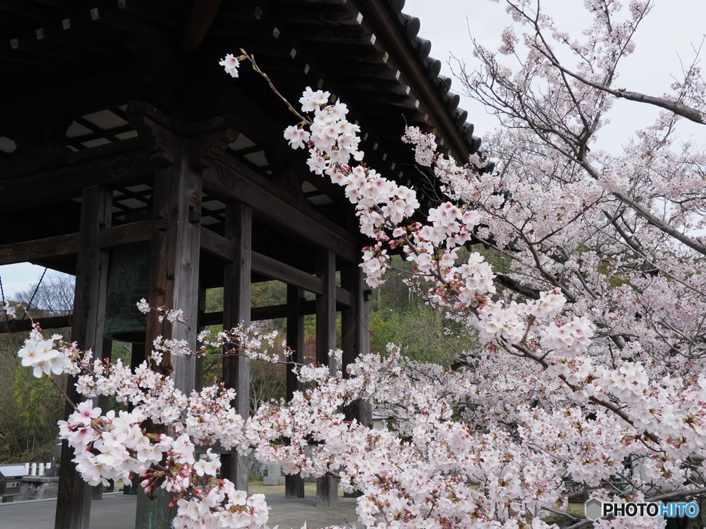 境内の桜