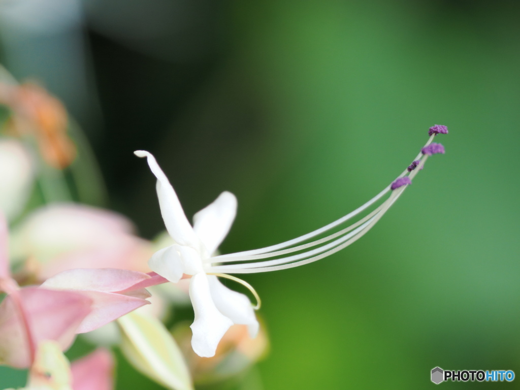 クサギの花