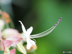 クサギの花