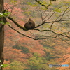 なかよし