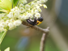 花粉散らし