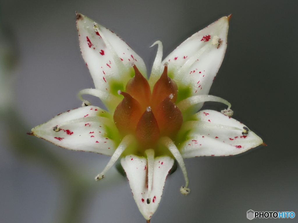 オボロヅキの花