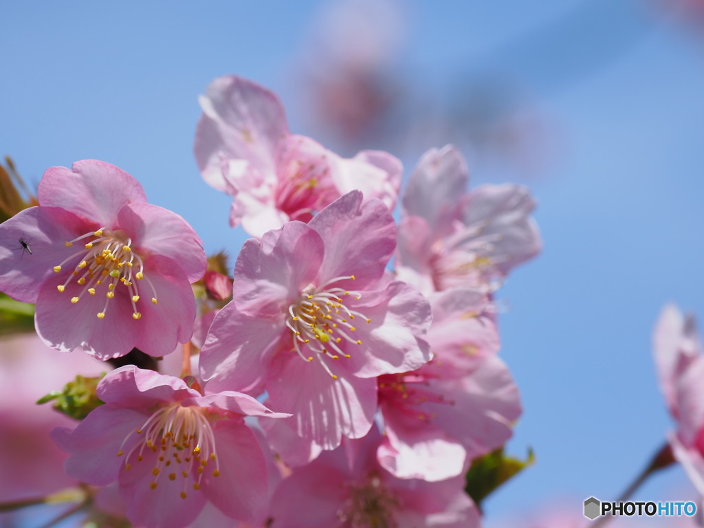 河津桜