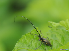 カミキリムシ