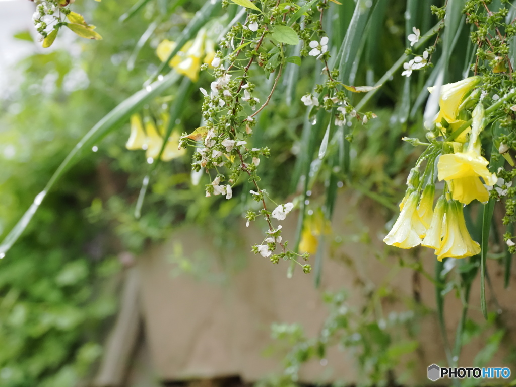 雨に降られて