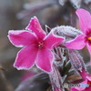 寒そうな芝桜