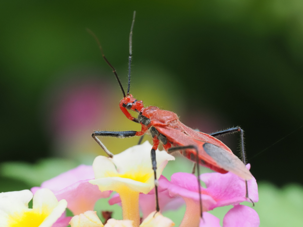 カラフル