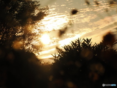 秋の夕日