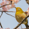 メジロのご飯タイム