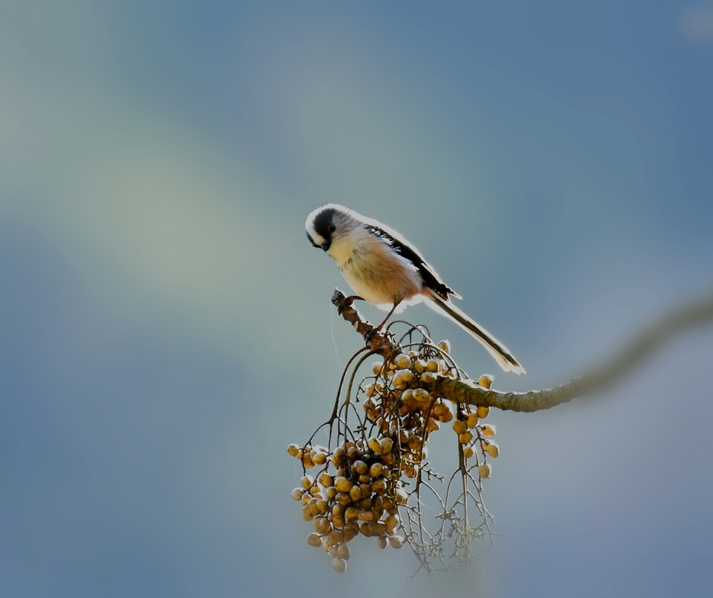 栴檀の実とエナガちゃん