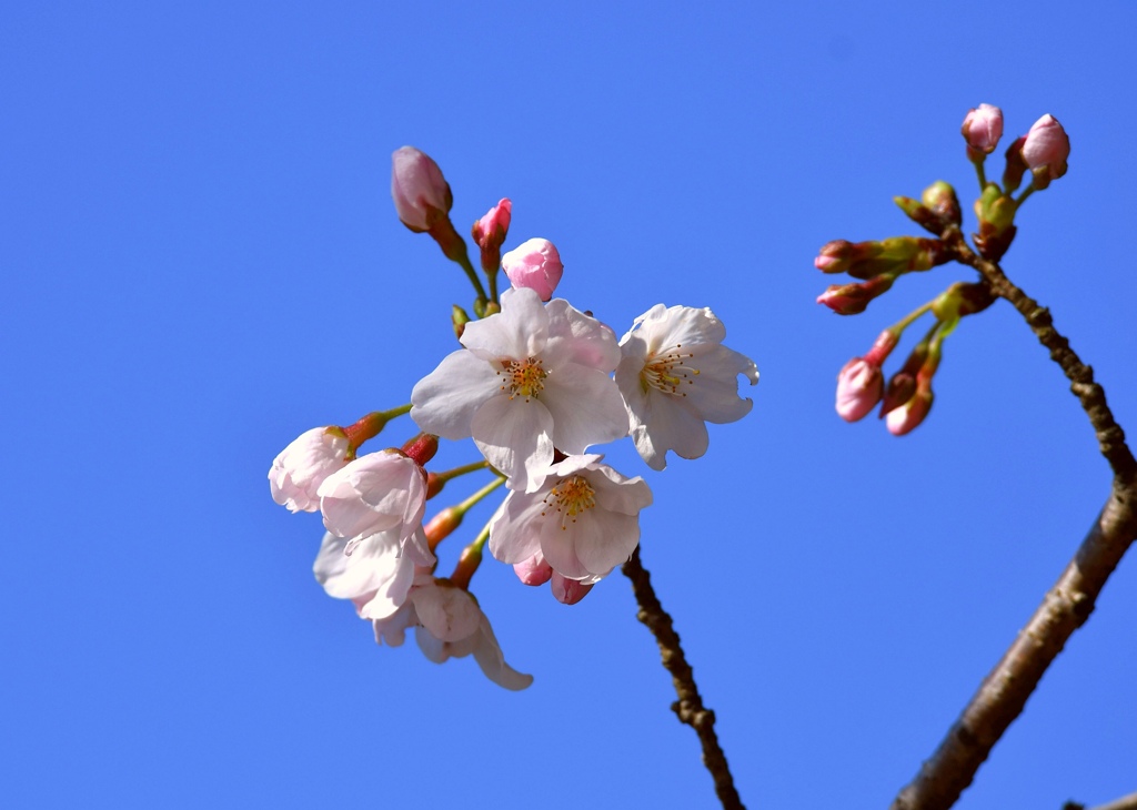 桜