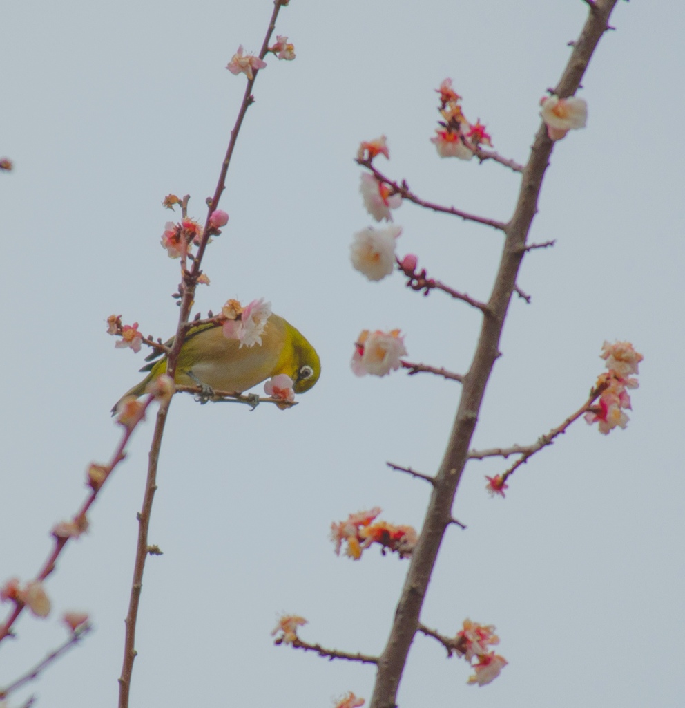 梅の花とメジロ