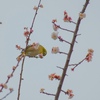 梅の花とメジロ