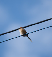 百舌鳥くん