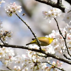 満開の桜とメジロ