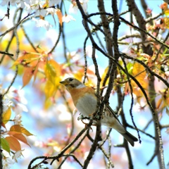 アカハラ