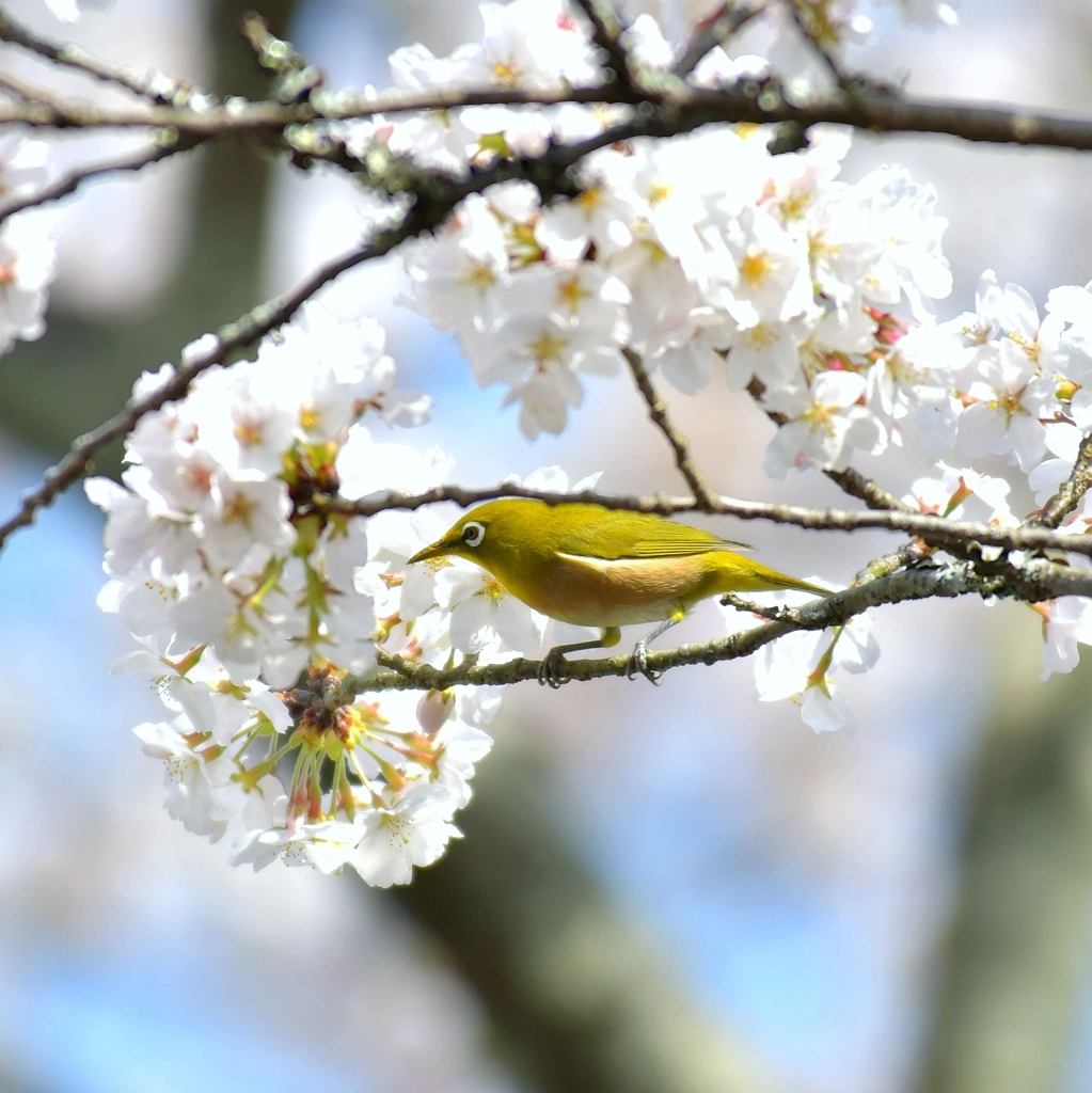 満開の桜とメジロ