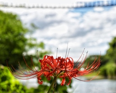 彼岸花と吊橋