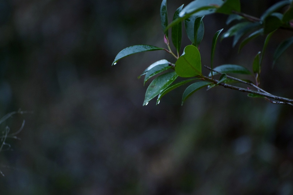 大雨の後に