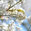 満開の桜とメジロ