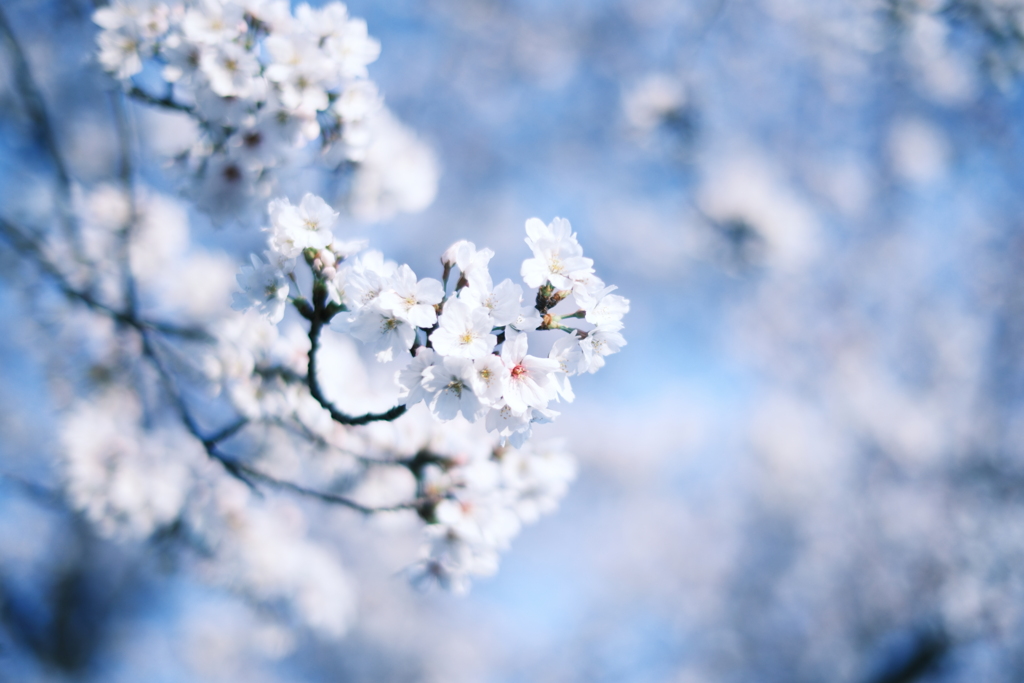 桜 花