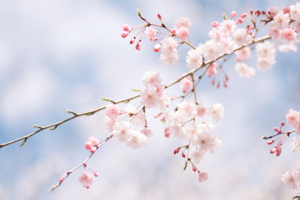 桜　空