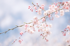 桜　空