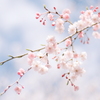 桜　空