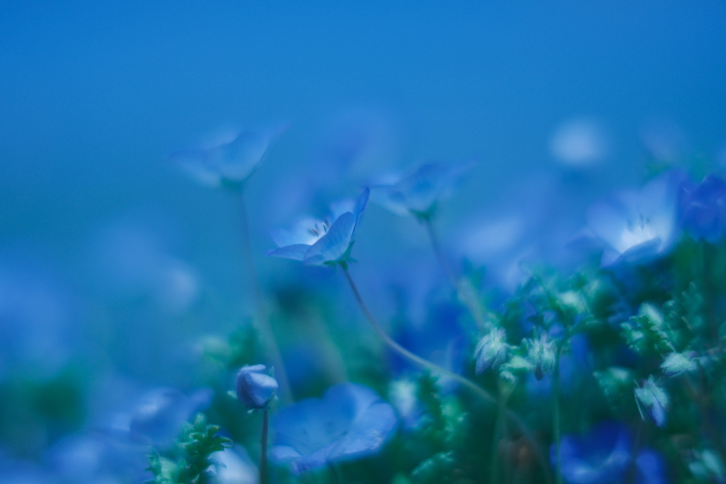 ネモフィラ　花