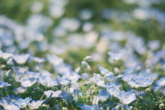 ネモフィラ　花々