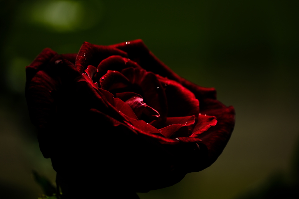 薔薇