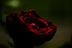 薔薇
