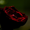 薔薇