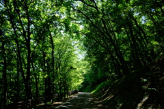 緑の道